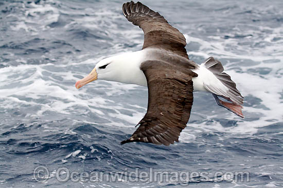 Black-browed Albatross photo Black-browed Albatross photo
