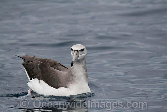 Salvin's Albatross Thalassarche salvini photo Salvin's Albatross Thalassarche salvini photo