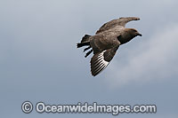 Brown Skua adult with chick Photo - Inger Vandyke