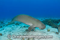 Dugong damaged tail fluke Photo - Karen Willshaw