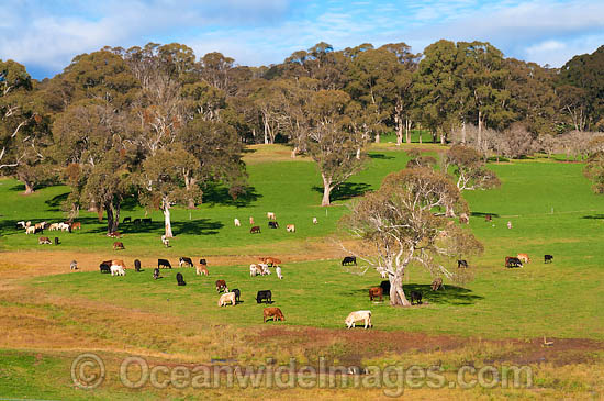 Beef Cattle Dorrigo photo