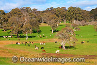 Beef Cattle Dorrigo Photo - Gary Bell