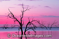 Lake Menindee at dusk Photo - Gary Bell