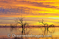 Lake Menindee River Red Gums Photo - Gary Bell
