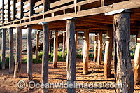 Woolshed Kinchega National Park Photo - Gary Bell
