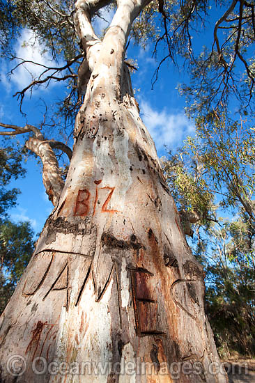 Red Gum destruction photo Red Gum destruction photo