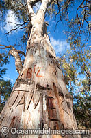 Red Gum destruction Photo - Gary Bell