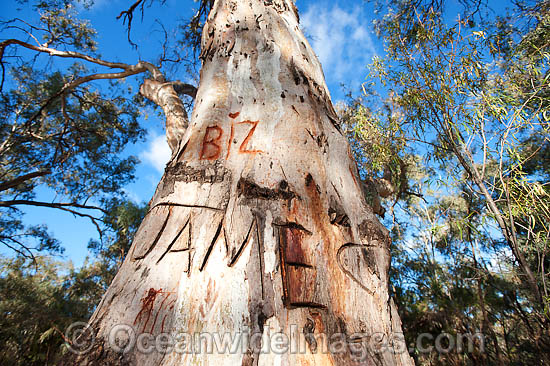 Giant River Red Gum photo Giant River Red Gum photo