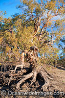 Darling River Red Gum Photo - Gary Bell