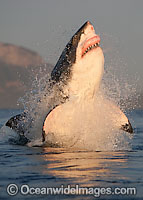 Great White Shark breaching Photo - Chris & Monique Fallows