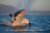 Great White Shark breaching Photo - Chris & Monique Fallows