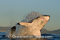 Great White Shark predation Photo - Chris & Monique Fallows