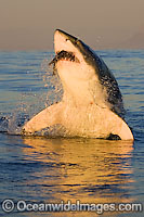 Great White Shark breaching Photo - Chris & Monique Fallows
