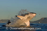 Great White Shark breaching Photo - Chris & Monique Fallows