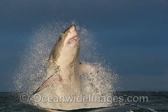 Great White Shark predation photo