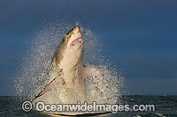 Great White Shark predation Photo - Chris & Monique Fallows