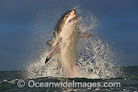 Great White Shark breaching Photo - Chris & Monique Fallows