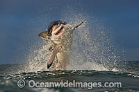 Great White Shark breaching Photo - Chris & Monique Fallows