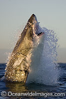 Great White Shark breaching Photo - Chris & Monique Fallows