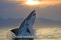 Great White Shark predation Photo - Chris & Monique Fallows