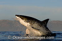 Great White Shark breaching Photo - Chris & Monique Fallows