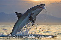 Great White Shark breaching Photo - Chris & Monique Fallows