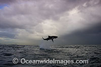 Great White Shark predation Photo - Chris & Monique Fallows