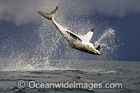 Great White Shark breaching Photo - Chris & Monique Fallows