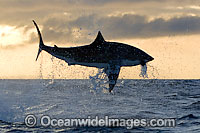 Great White Shark breaching Photo - Chris & Monique Fallows