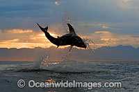 Great White Shark predation Photo - Chris & Monique Fallows