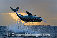 Great White Shark breaching Photo - Chris & Monique Fallows
