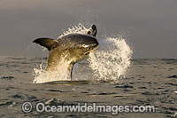 Great White Shark breaching Photo - Chris & Monique Fallows