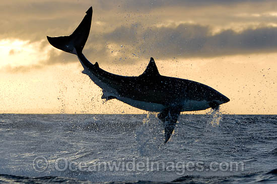 Great White Shark predation photo