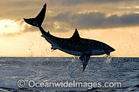Great White Shark predation Photo - Chris & Monique Fallows