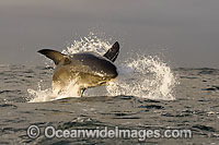 Great White Shark breaching Photo - Chris & Monique Fallows