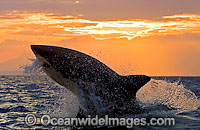 Great White Shark breaching Photo - Chris & Monique Fallows