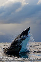 Great White Shark predation Photo - Chris & Monique Fallows