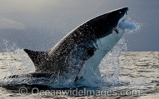 Great White Shark breaching photo