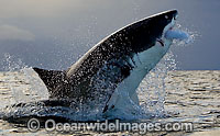 Great White Shark breaching Photo - Chris & Monique Fallows