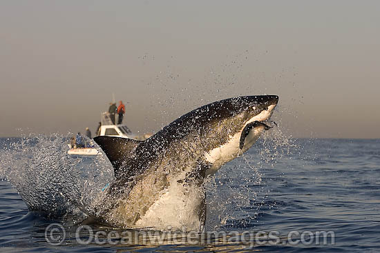 Great White Shark breaching photo