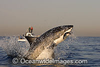 Great White Shark breaching Photo - Chris & Monique Fallows