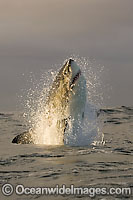 Great White Shark predation Photo - Chris & Monique Fallows
