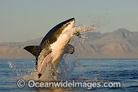 Great White Shark breaching Photo - Chris & Monique Fallows
