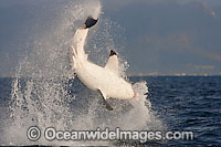 Great White Shark breaching Photo - Chris & Monique Fallows