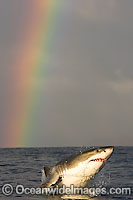 Great White Shark predation Photo - Chris & Monique Fallows