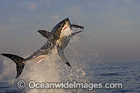 Great White Shark breaching Photo - Chris & Monique Fallows
