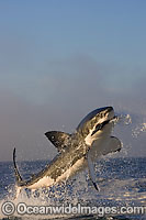 Great White Shark breaching Photo - Chris & Monique Fallows