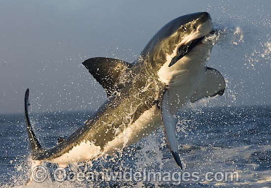 Great White Shark predation photo