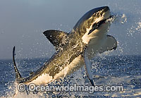 Great White Shark predation Photo - Chris & Monique Fallows