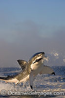 Great White Shark breaching Photo - Chris & Monique Fallows